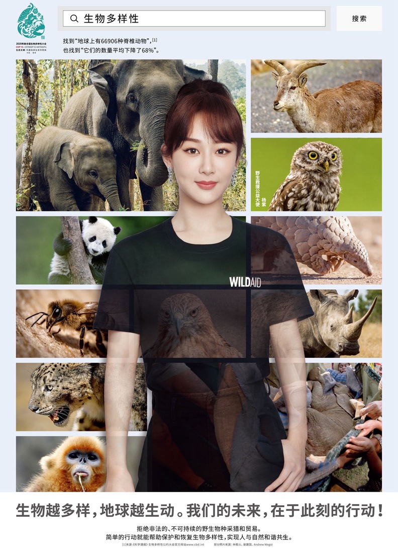 郎朗黄轩杨紫王一博野生救援公益大使海报