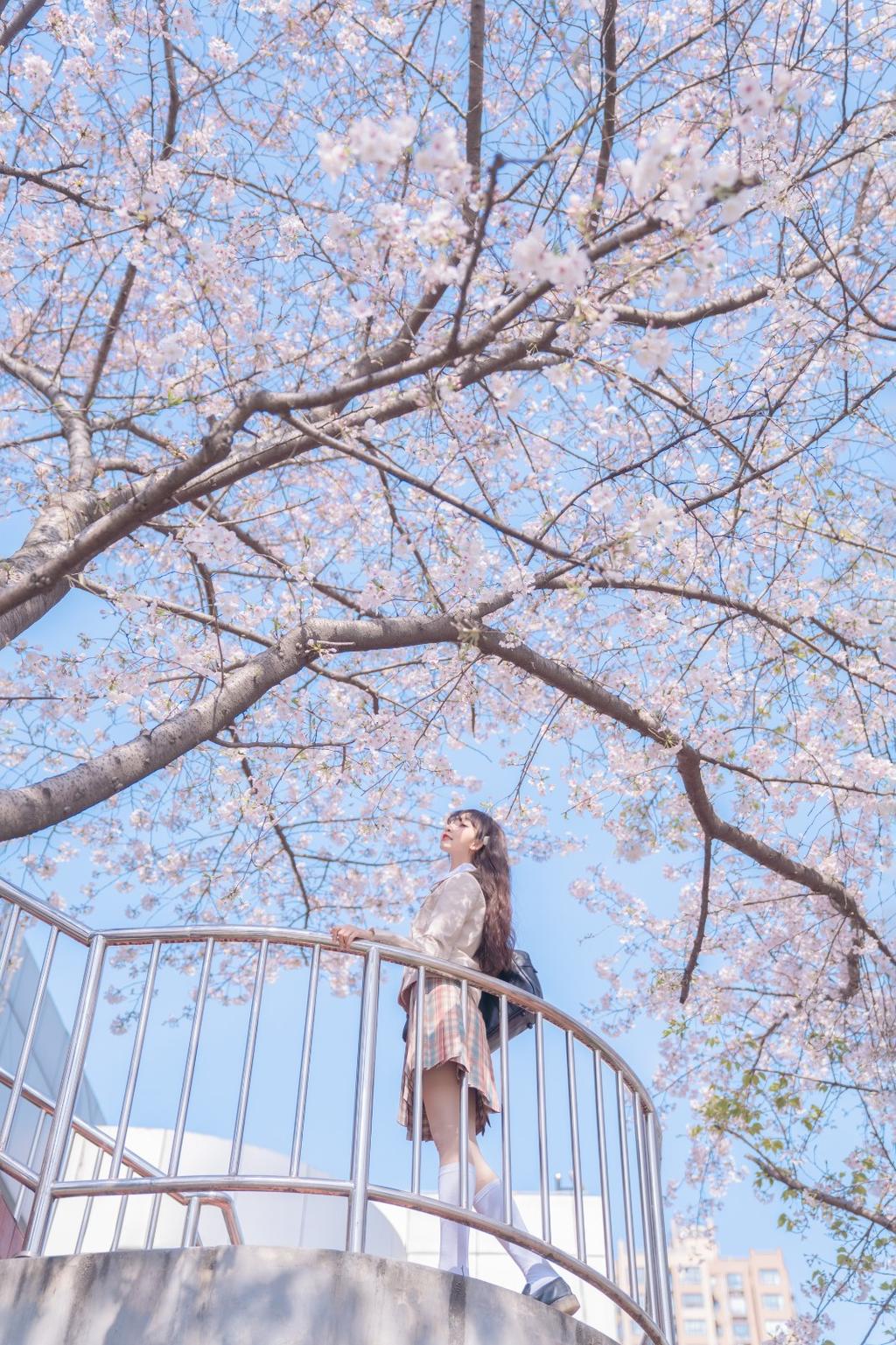 樱花树下制服美女白丝美腿图片