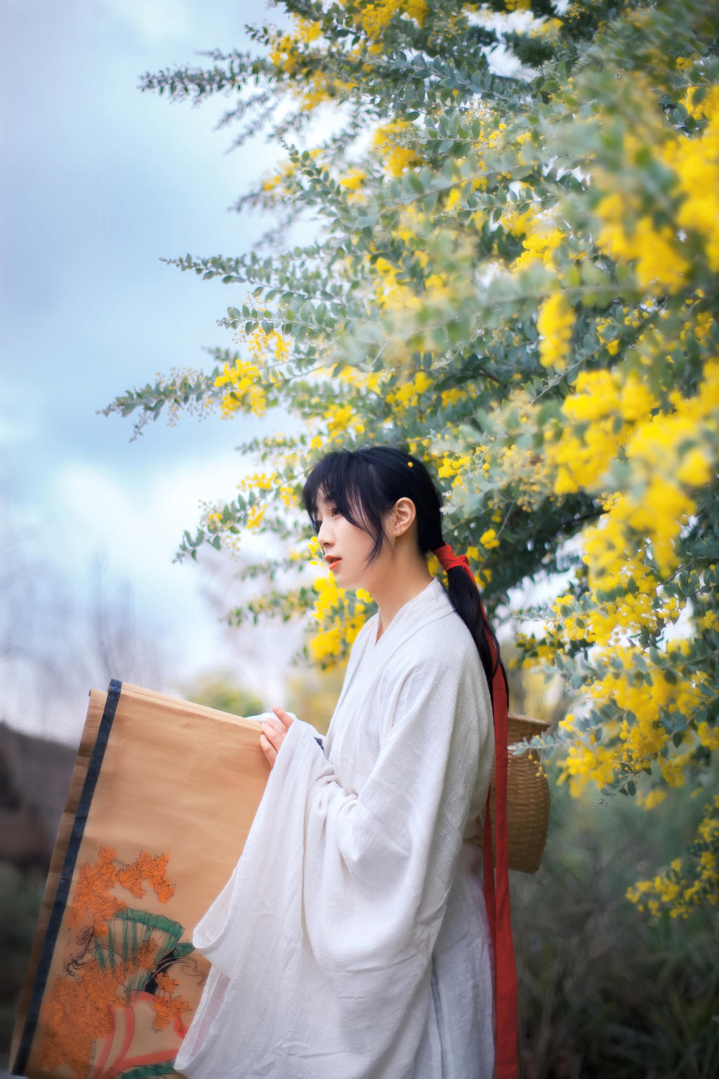 金合欢花白衣美女清新脱俗写真