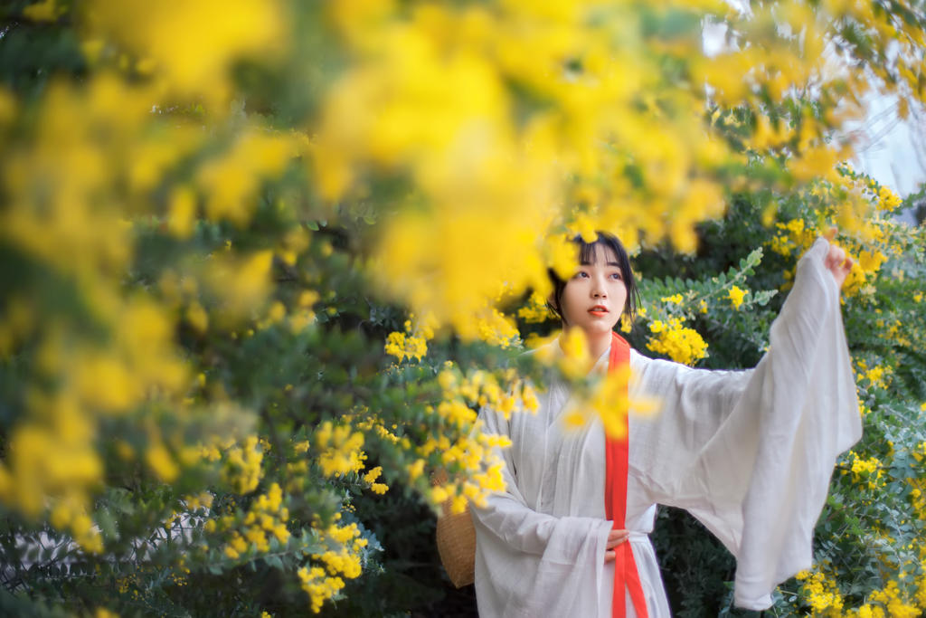 金合欢花白衣美女清新脱俗写真