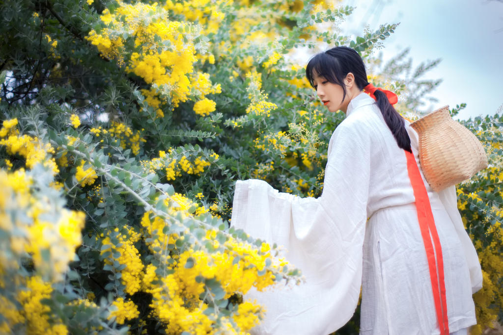 金合欢花白衣美女清新脱俗写真